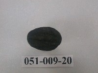 藏品(小型三葉蟲化石)的圖片